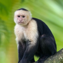 avatar ~(=^‥^)_♡~