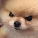 jokerdoggy