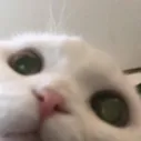 chillycharlz