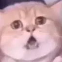 yarocat