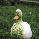 peartipus