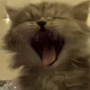 imnotfinn