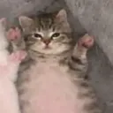 akrzeer