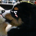 avatar mutt