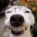 kowal_ec