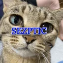 sezptic