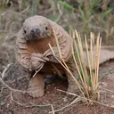 perturbed_pangolin