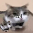 shmueler avatar