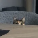 prooze