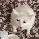 .zerocatto