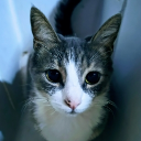 avatar Adɑlid del Imperio