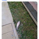 avatar ThornCalderon