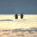 avatar ✥ Elham  ιnvιѕ🦋