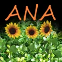 auggiesana