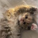 avatar 𝒱𝒶𝓁𝑒𝓇𝒾𝒶