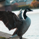 avatar Montemanyesss