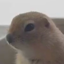 avatar Kristingle Portingle