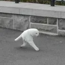 thehalfcat7879