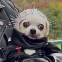 oooos