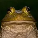 mandobechilling