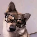 dogparkpanic