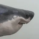 snazzaka