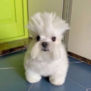 avatar sakizinha pescoço natalino