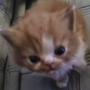 avatar sakizinha pescoço peladœ