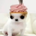 avatar sakizinha pescoço peladœ