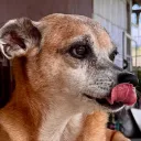 dogespadachim