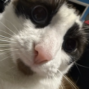 Discord Avatar