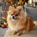 chipom