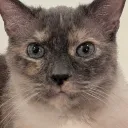 catsplural