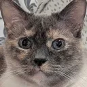 catsplural