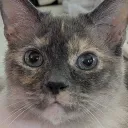catsplural