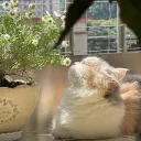 miaaboop