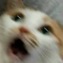 leighlvl