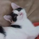 bleki_123