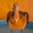 goose