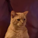 gerryferrr