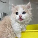 avatar ChocöLattè 🍫