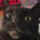 mysticalbeluga