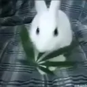 sav1q__