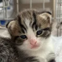popatron