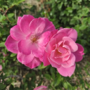 avatar NicoleCerealBowl