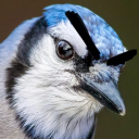 avatar Let the Jays Cook