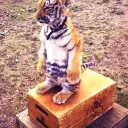 tiger8333