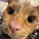 ryleemeow