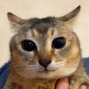 avatar Ротелло Дель-Спермо