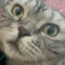 avatar Яхонтов Луна